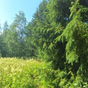 Kohteen Tontti Kivijärven keskustassa lisäkuva 5